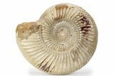 Jurassic Ammonite (Perisphinctes) - Madagascar #241565-1